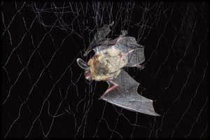 longeared bat in net