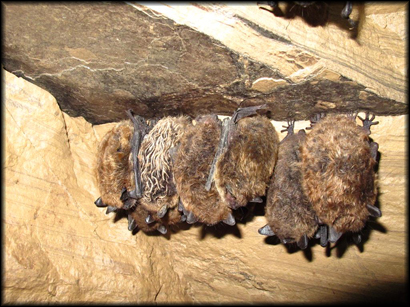 A cluster of hibernating little brown myotis 